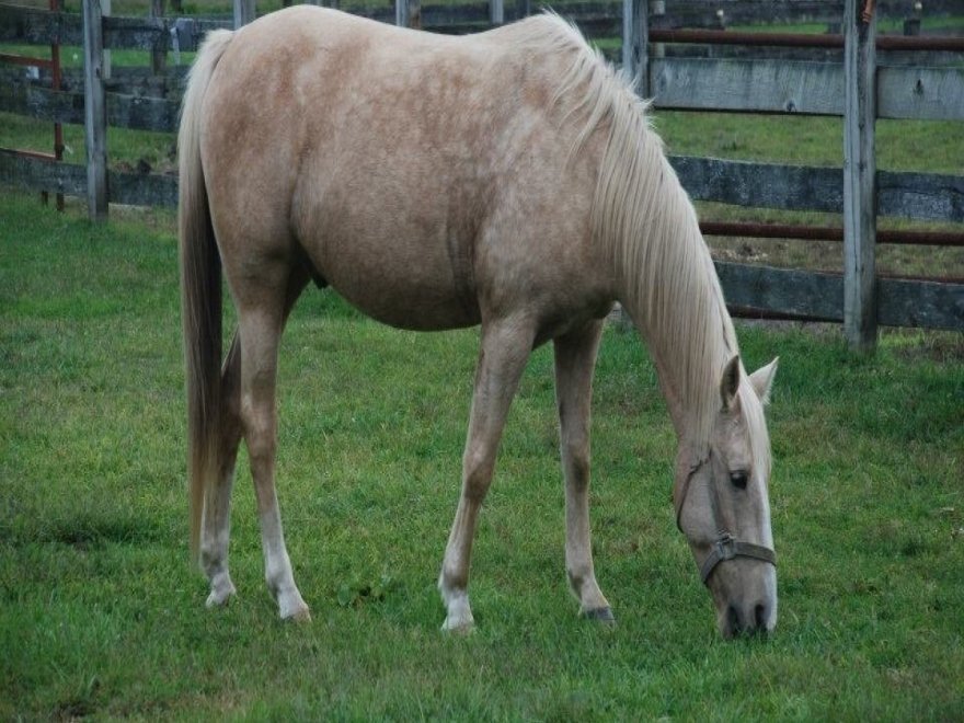 Holly Ridge Farm Equestrian Center