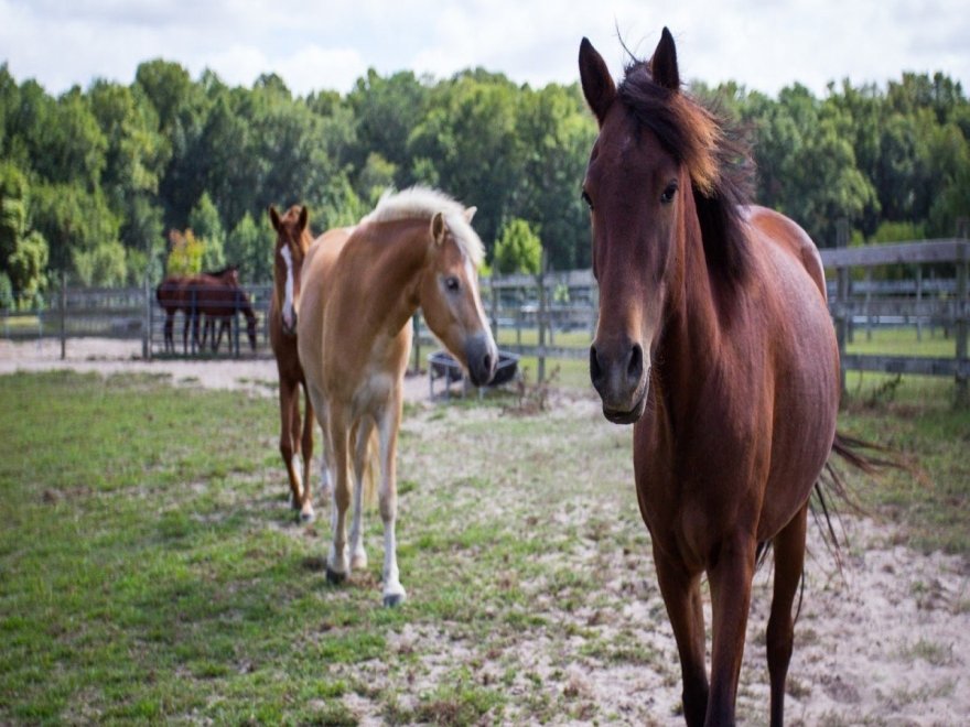 Holly Ridge Farm Equestrian Center