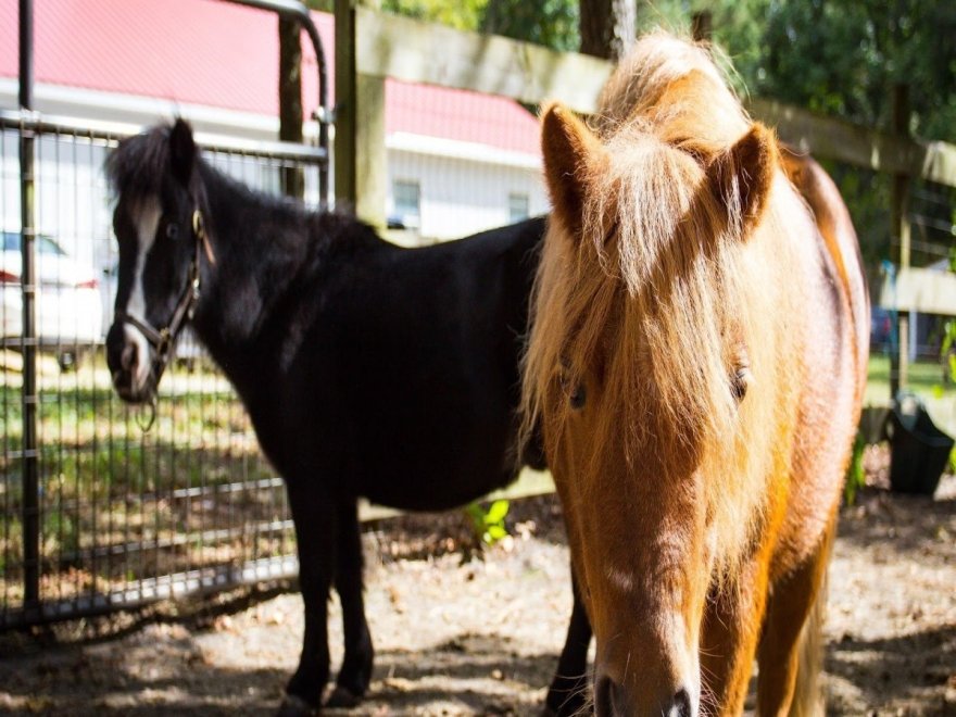 Holly Ridge Farm Equestrian Center