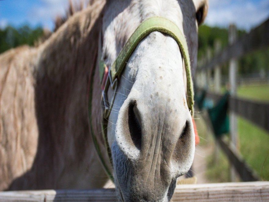 Holly Ridge Farm Equestrian Center