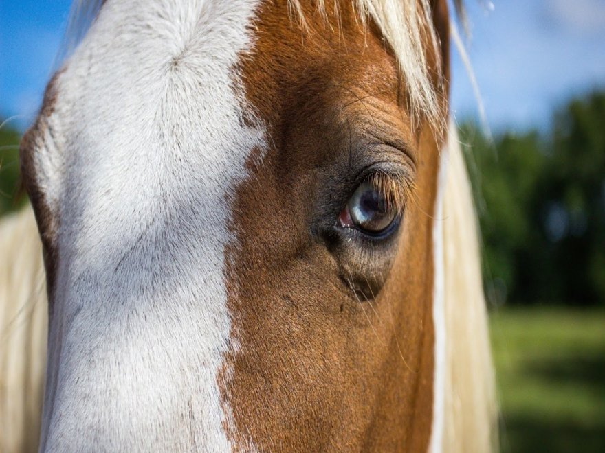 Holly Ridge Farm Equestrian Center