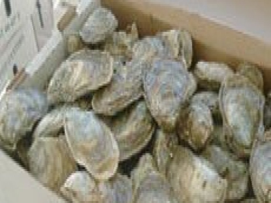 The Choptank Oyster Company 