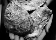The Choptank Oyster Company 