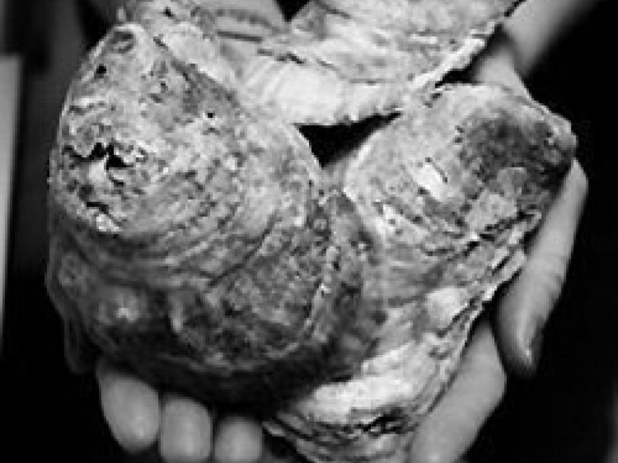 The Choptank Oyster Company 