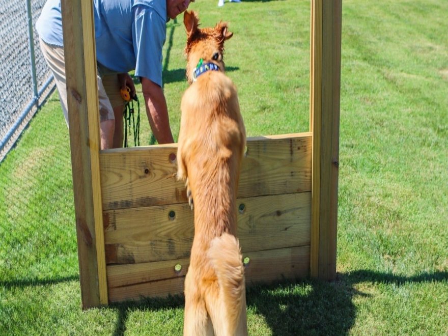 Dog Playground