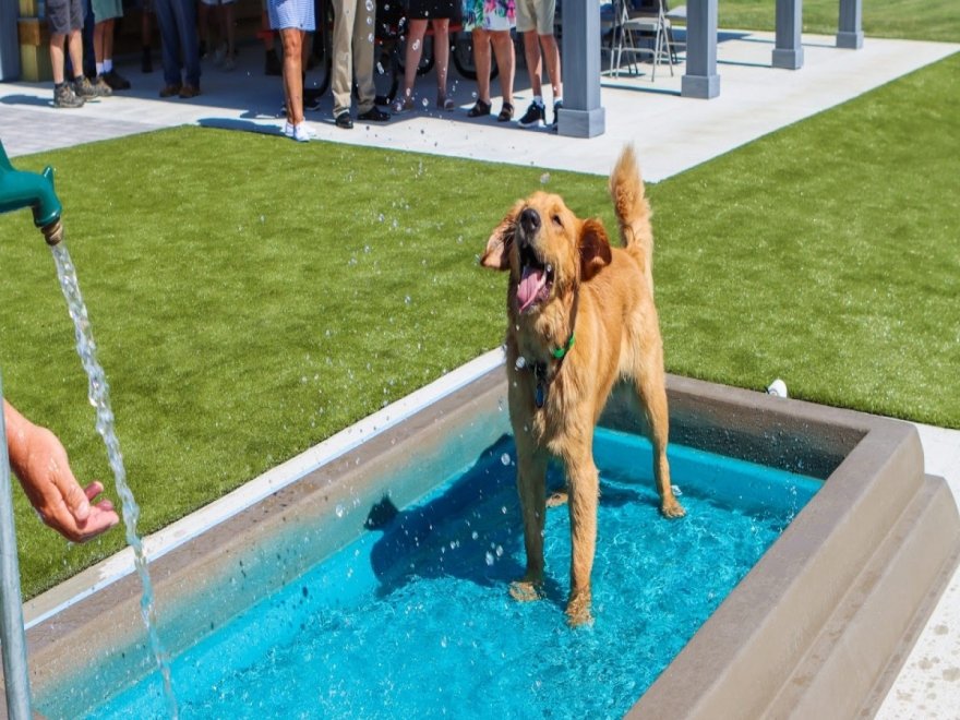 Dog Playground