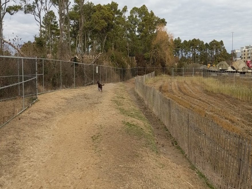 Dog Playground