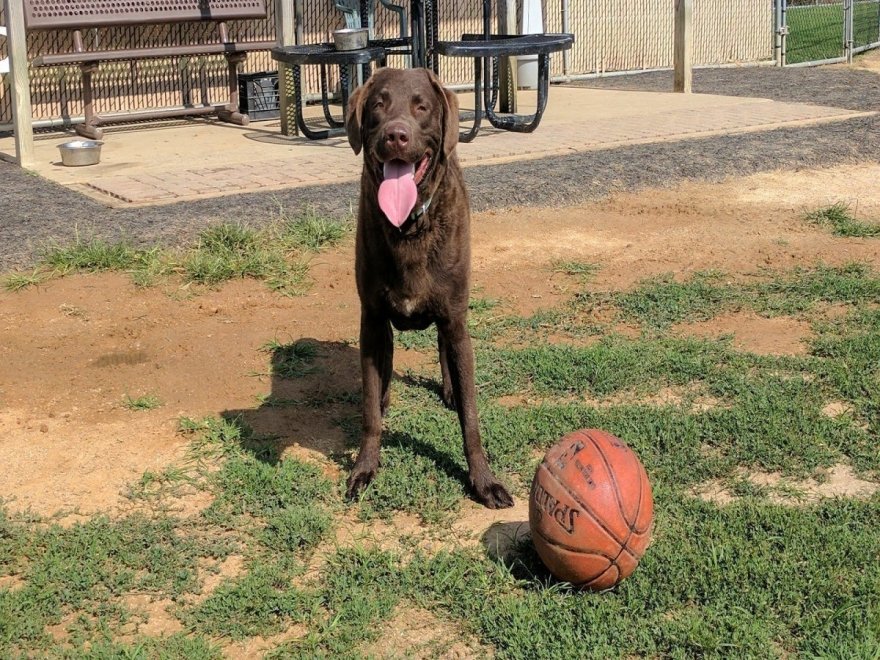 Dog Playground
