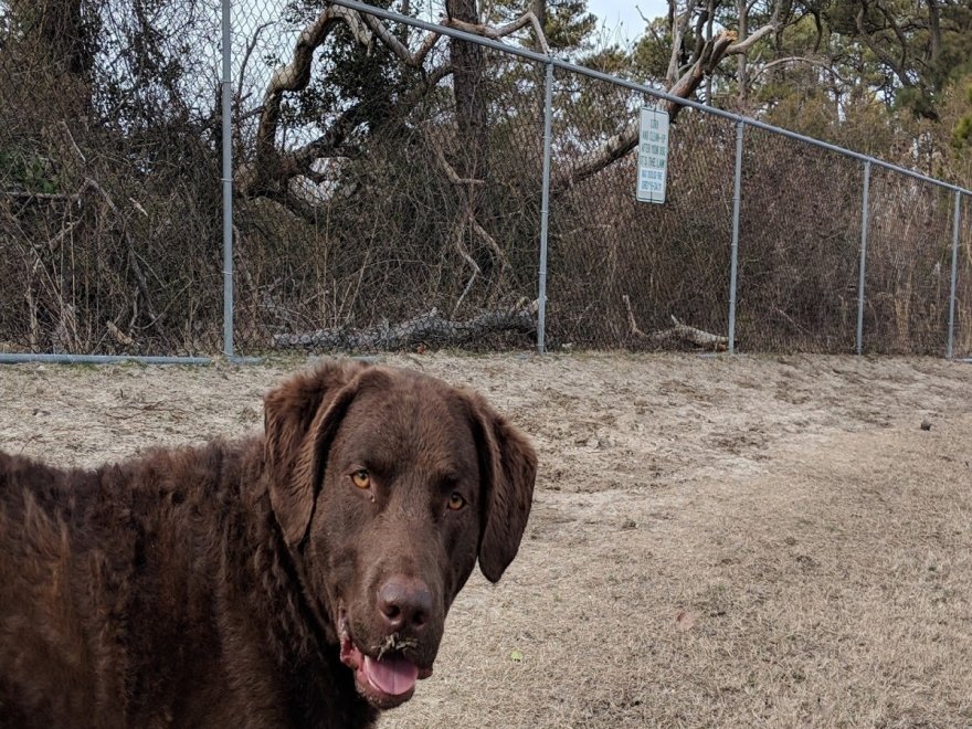 Dog Playground