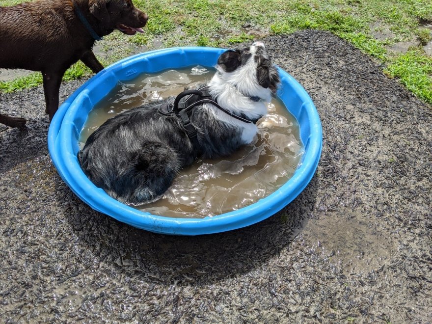 Dog Playground