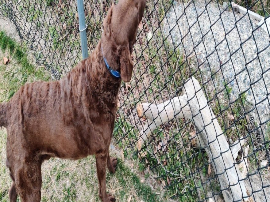 Dog Playground