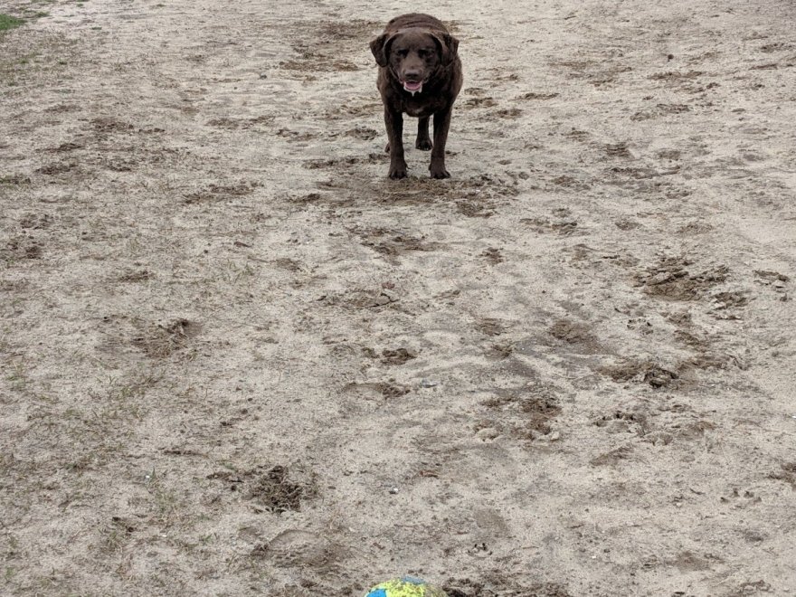 Dog Playground