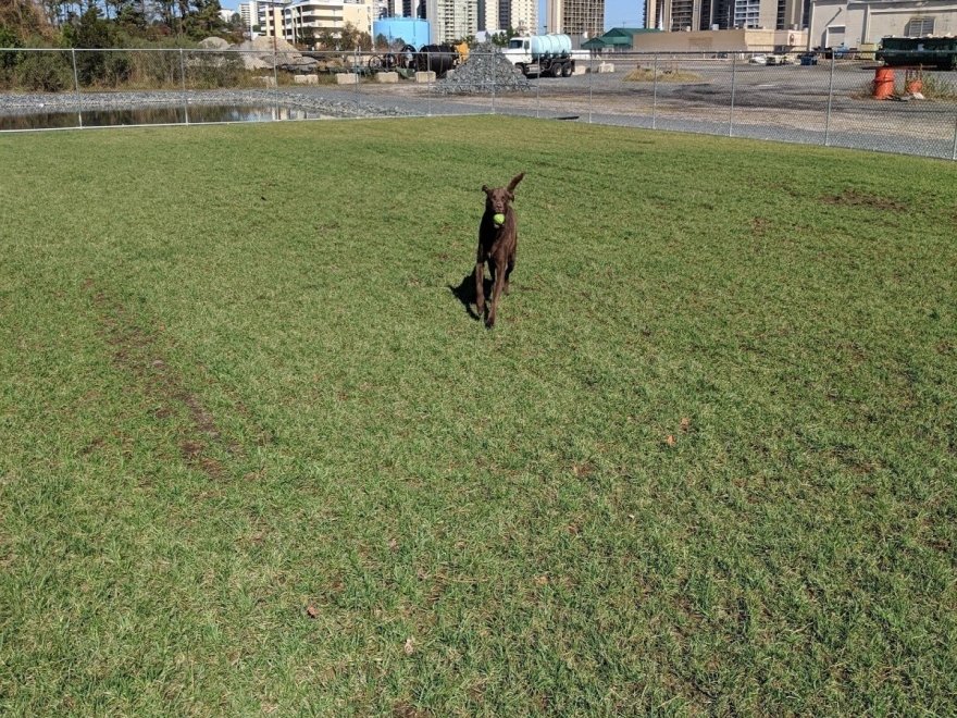 Dog Playground