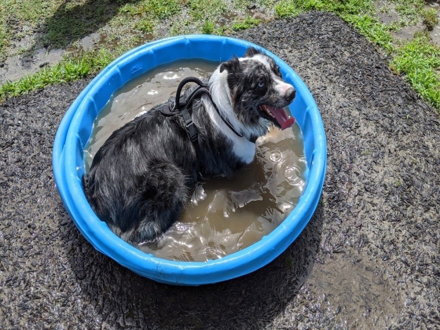 Dog Playground