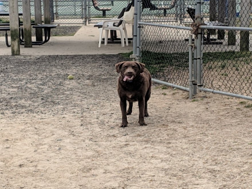 Dog Playground
