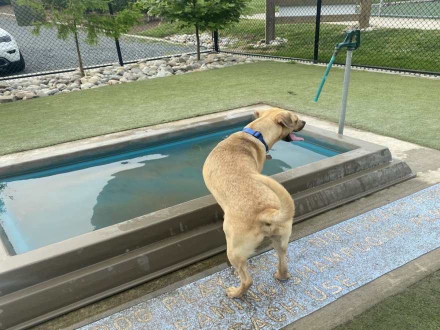 Dog Playground