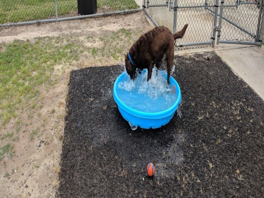Dog Playground