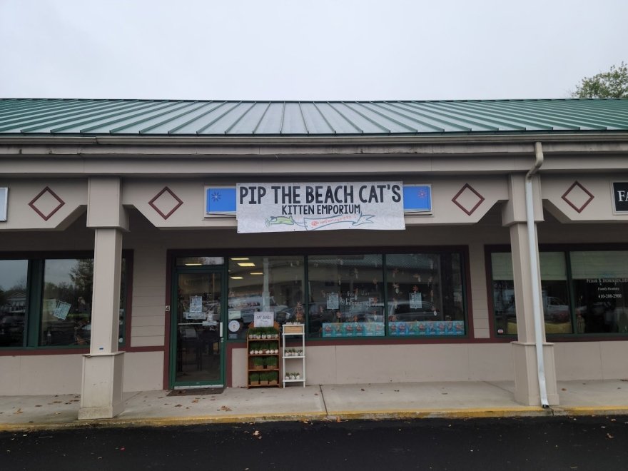Pip the Beach Cat’s Kitten Emporium