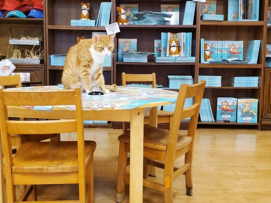 Pip the Beach Cat’s Kitten Emporium
