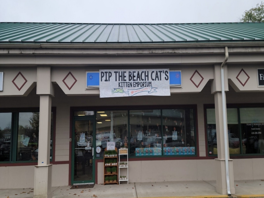 Pip the Beach Cat’s Kitten Emporium