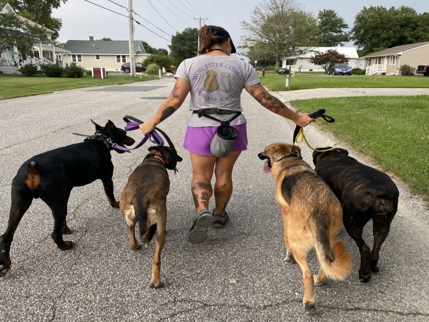 Shore Dogs Canine Training