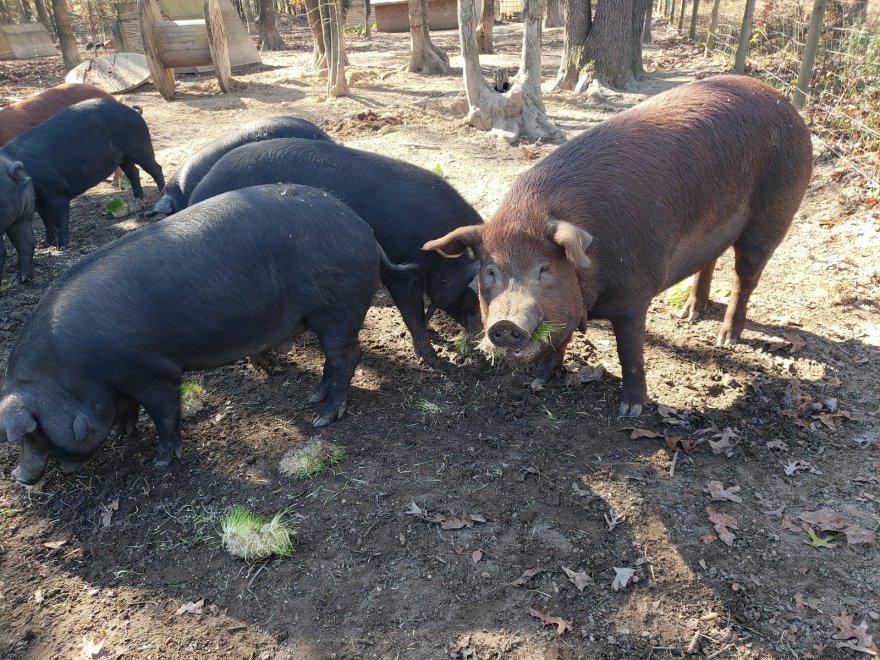 Elysium Farm LLC